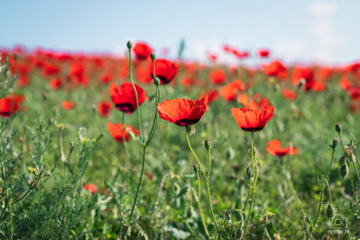 【新疆伊犁5月限定】绝美新疆 天山红花 塔夏古道8天摄影 商品图0