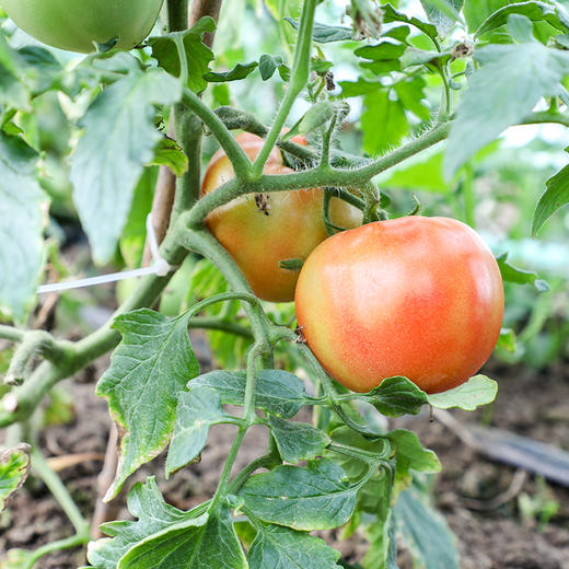 【预售】骁营西红柿5斤  线上 商品图1