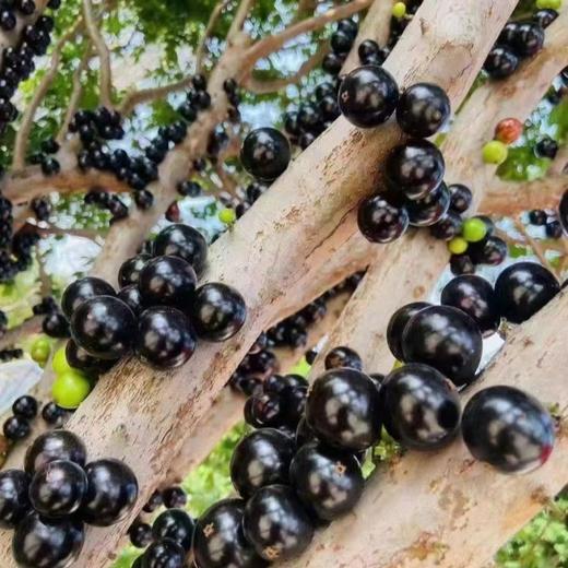 顺丰发货【嘉宝果树葡萄】口感奇特，一果四味，味似山竹、芭乐、龙眼、凤梨等热带水果，果肉细腻多汁，外皮又黑又亮 商品图0