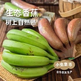 生态香蕉 2.5kg | 合作农友生产，产自香蕉之乡福建南靖，生产者：戴胜利 *【公平贸易农人定价】