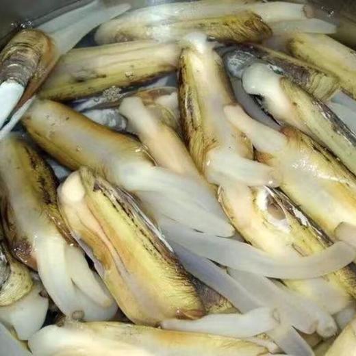 指甲蚌 约500g /份 /份 商品图0