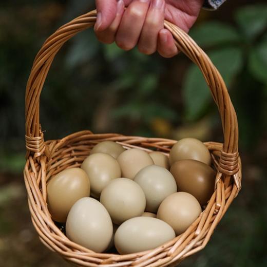 七彩野鸡蛋（野鸡也叫七彩山鸡，一只山鸡可以下七种不同颜色的蛋） 商品图1