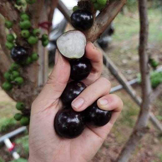 顺丰发货【嘉宝果树葡萄】口感奇特，一果四味，味似山竹、芭乐、龙眼、凤梨等热带水果，果肉细腻多汁，外皮又黑又亮 商品图2