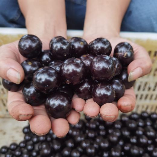 顺丰发货【嘉宝果树葡萄】口感奇特，一果四味，味似山竹、芭乐、龙眼、凤梨等热带水果，果肉细腻多汁，外皮又黑又亮 商品图3