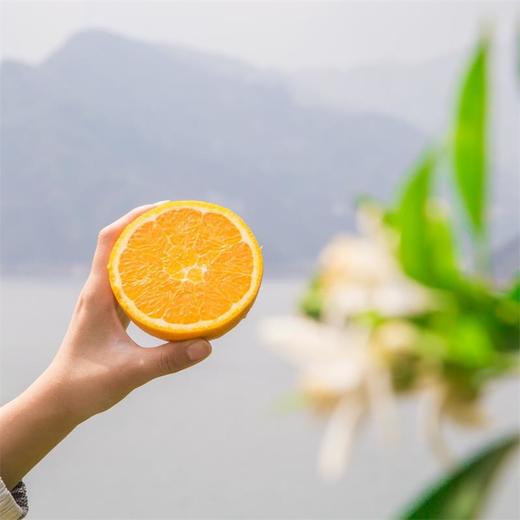 【湖北秭归-伦晚春橙 】果肉细腻，甜润多汁，花果同枝，14个月生长周期 3斤/5斤/9斤家庭装 商品图11