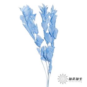 永生花材 ｜ 桔子叶天蓝