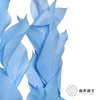 永生花材 ｜ 桔子叶天蓝 商品缩略图3