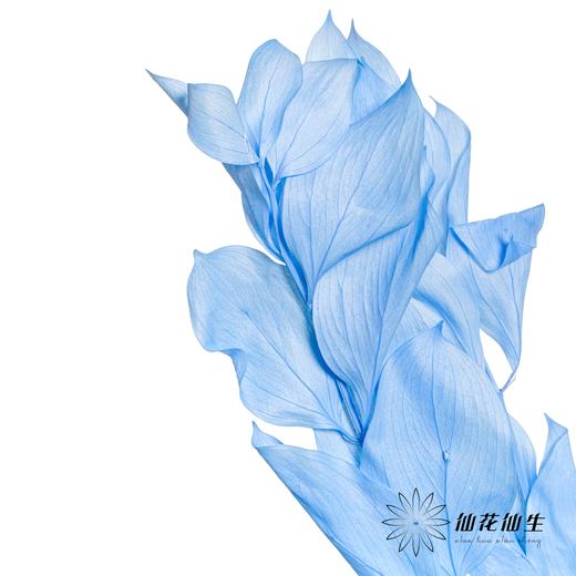 永生花材 ｜ 桔子叶天蓝 商品图4