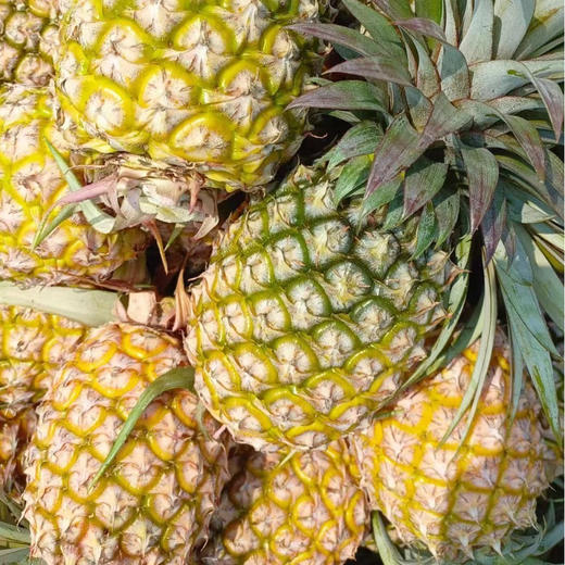 现货凤梨一箱（3个）
6斤左右 商品图6