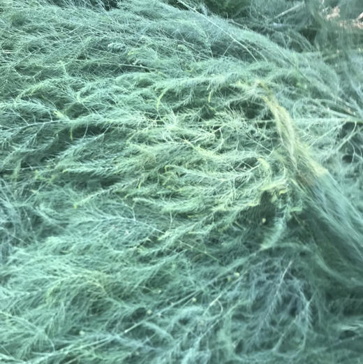 芦荀草 商品图0