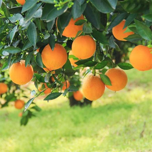 【湖北秭归-伦晚春橙 】果肉细腻，甜润多汁，花果同枝，14个月生长周期 3斤/5斤/9斤家庭装 商品图7