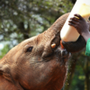 【申请费】肯尼亚动物环境保护国际志愿者 商品缩略图1