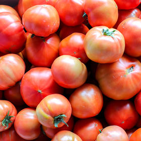 【预售】骁营西红柿5斤  线上