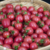 东升农场 供港小番茄 500g 盒装 顺丰配送 商品缩略图2