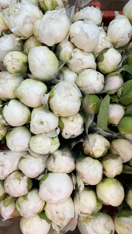 【情有独钟】芍药 -奶油碗  白色 5枝/扎 商品图12