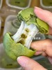 尝得到得龙井茶香！【龙井酥】特调四重內陷 皮薄馅多 一口下去还能拉丝 软糯醇香 如同春天在口中化开 商品缩略图6