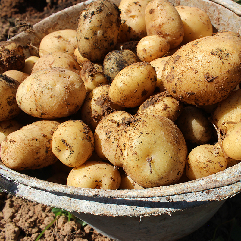 硒土地里出来的恩施土豆 小身材满满都是小时候的味道
