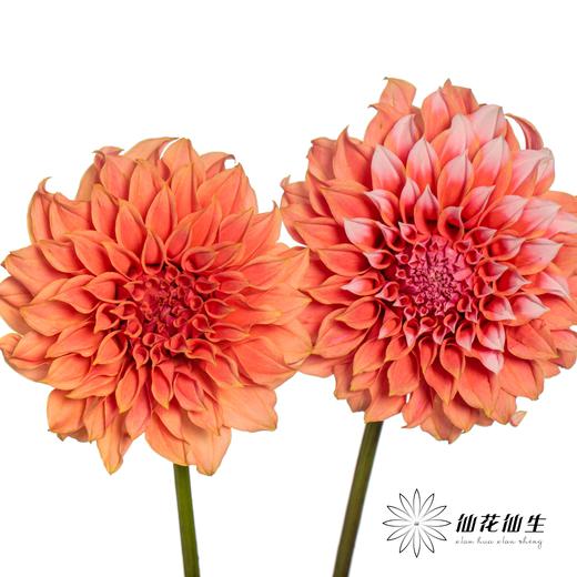 配花 | 大丽花罗森黛尔桃子 商品图2