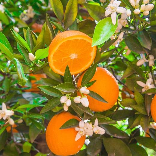 【湖北秭归-伦晚春橙 】果肉细腻，甜润多汁，花果同枝，14个月生长周期 3斤/5斤/9斤家庭装 商品图10