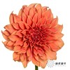 配花 | 大丽花罗森黛尔桃子 商品缩略图0