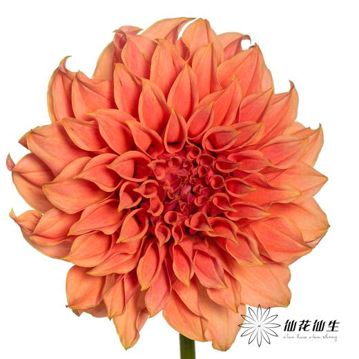 配花 | 大丽花罗森黛尔桃子 商品图0