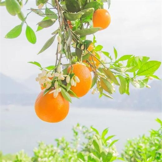 【湖北秭归-伦晚春橙 】果肉细腻，甜润多汁，花果同枝，14个月生长周期 3斤/5斤/9斤家庭装 商品图8