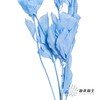 永生花材 ｜ 桔子叶天蓝 商品缩略图2