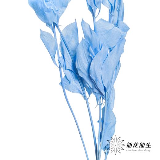 永生花材 ｜ 桔子叶天蓝 商品图2