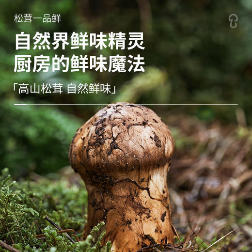 松鲜鲜松茸调味料组合装 一品鲜油醋汁素蚝油番茄沙司全家实惠调味套餐 商品图4