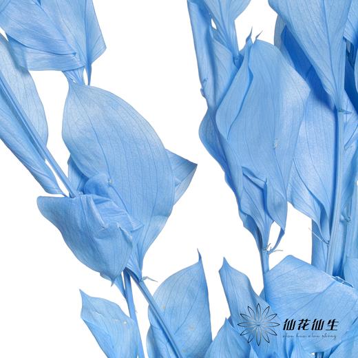 永生花材 ｜ 桔子叶天蓝 商品图1