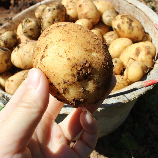 硒土地里出来的恩施土豆 小身材满满都是小时候的味道 商品图1