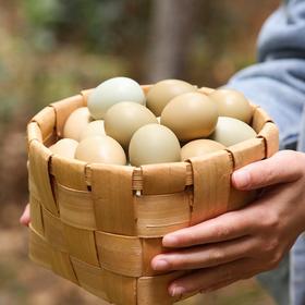 七彩野鸡蛋（野鸡也叫七彩山鸡，一只山鸡可以下七种不同颜色的蛋）