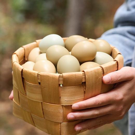 七彩野鸡蛋（野鸡也叫七彩山鸡，一只山鸡可以下七种不同颜色的蛋） 商品图4