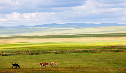 5.19【内蒙古之春】呼伦贝尔草原、阿尔山天池、兴安杜鹃•观天鹅7天摄影 商品图7
