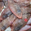 【闹妈】[鲜冻]舟山粗鳞玉秃鱼1斤3条/1斤2条/6-7两等各种规格 商品缩略图2
