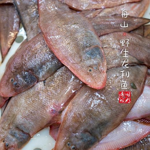 【闹妈】[鲜冻]舟山粗鳞玉秃鱼1斤3条/1斤2条/6-7两等各种规格 商品图2