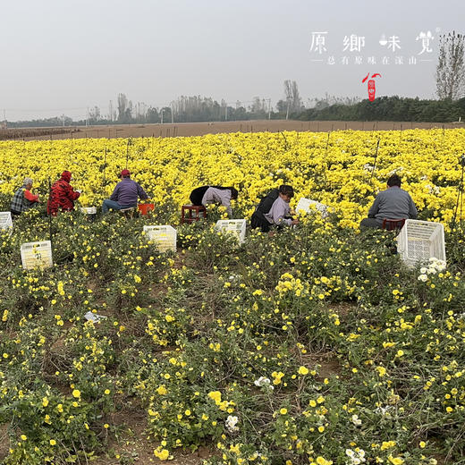 有机怀菊花茶（成都仓库-顺丰快递 ）| 30克/罐*1/*2,来自河南焦作，生产者：温林【合作生产，公平贸易】 商品图2