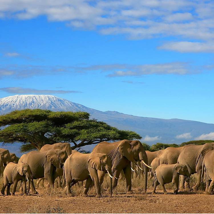 【项目费】肯尼亚动物环境保护国际志愿者