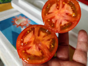 丽妃蜜水果番茄
果肉酸甜爽口，一望口舌生津
多汁爆浆，好吃到令人着迷！
一口一个，酸甜爽口，有籽自然熟、不催熟催大，不使用任何激素，您可以放心食用！2斤/盒