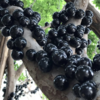 顺丰发货【嘉宝果树葡萄】口感奇特，一果四味，味似山竹、芭乐、龙眼、凤梨等热带水果，果肉细腻多汁，外皮又黑又亮 商品缩略图5