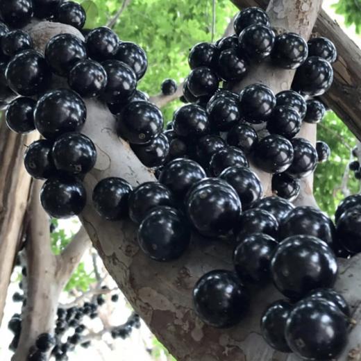 顺丰发货【嘉宝果树葡萄】口感奇特，一果四味，味似山竹、芭乐、龙眼、凤梨等热带水果，果肉细腻多汁，外皮又黑又亮 商品图5