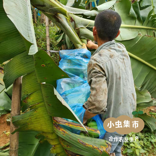 生态香蕉 2.5kg | 合作农友生产，产自香蕉之乡福建南靖，生产者：戴胜利 *【公平贸易农人定价】 商品图9