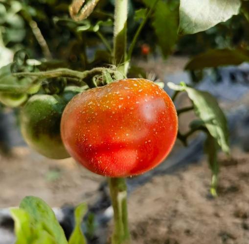 新疆草莓西红柿5斤家庭装 自然成熟 新疆特色美食水果西红柿 商品图6