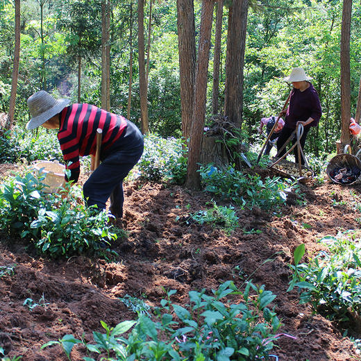 硒土地里出来的恩施土豆 小身材满满都是小时候的味道 商品图3