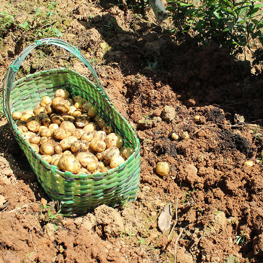 硒土地里出来的恩施土豆 小身材满满都是小时候的味道 商品图2