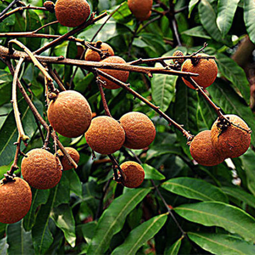  燕之坊颐品山珍礼盒 (1.161kg，十全十美) 商品图4