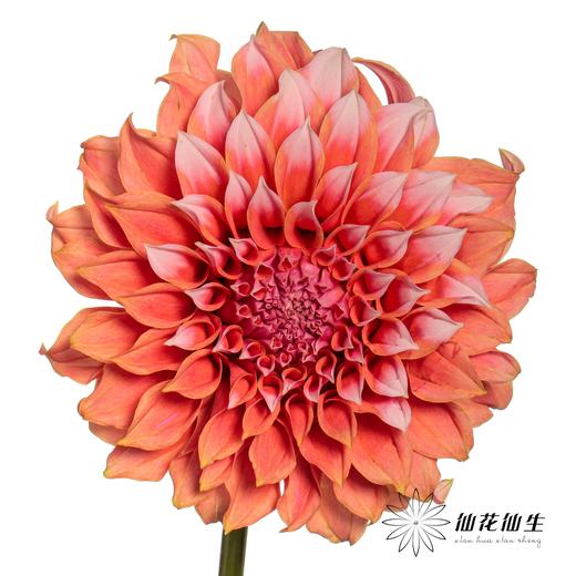 配花 | 大丽花罗森黛尔桃子 商品图1