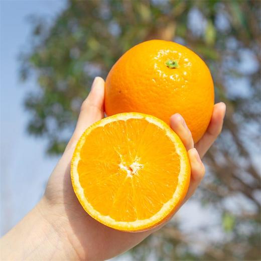【湖北秭归-伦晚春橙 】果肉细腻，甜润多汁，花果同枝，14个月生长周期 3斤/5斤/9斤家庭装 商品图9