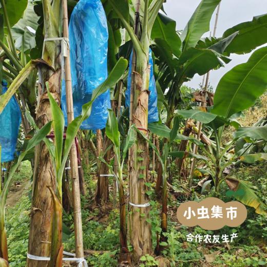 生态香蕉 2.5kg | 合作农友生产，产自香蕉之乡福建南靖，生产者：戴胜利 *【公平贸易农人定价】 商品图11