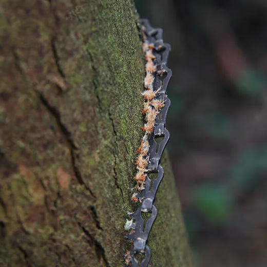 多吉织带链条锯TLZ1721 商品图2